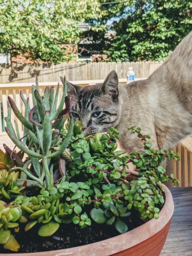 Hostal The Cat's Meow