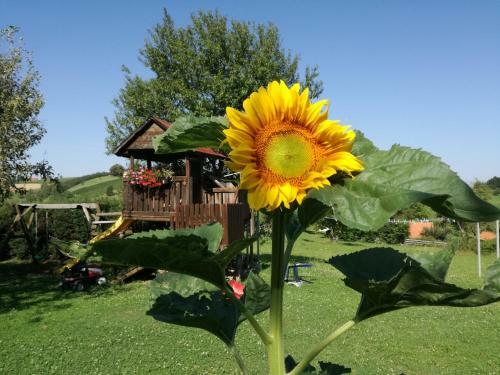 Hostal G�stehaus Dobida