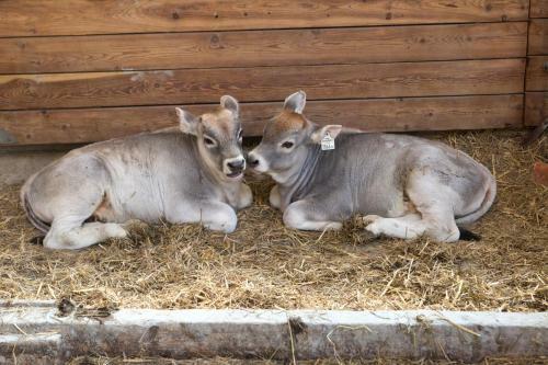 Agroturismo Tobadillerhof