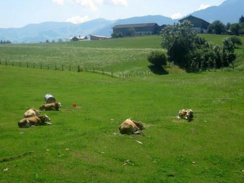 Agroturismo Wiesingbauer