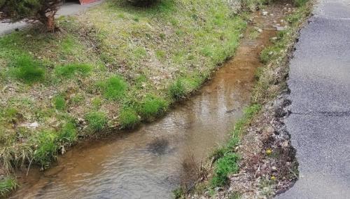 Bear Love