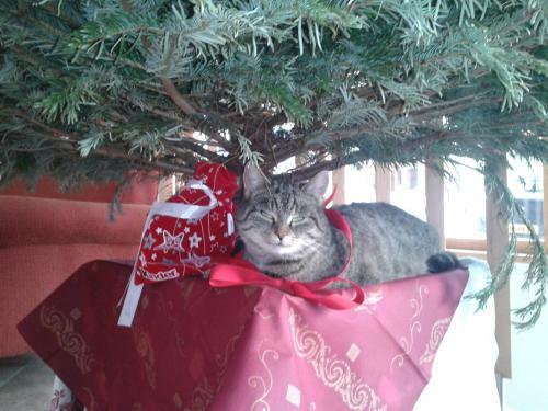 Hotel Feriendorf Ponyhof