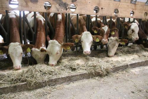 Hostal Gasthof-pension Brettmaisserhof