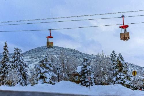 Red Pine