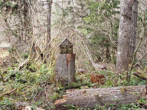 Little Cabin On Big Creek Min To Mt Rainier