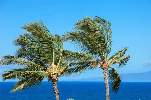 Maui Kamaole #m-105