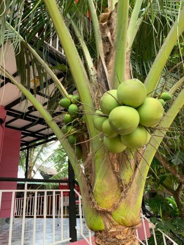 Hotel Kidu Homestay