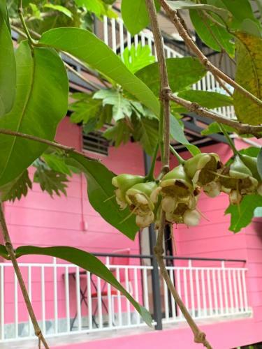 Hotel Kidu Homestay