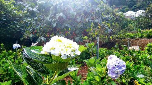 Tuy?t Hoa H�n B? Bungalow