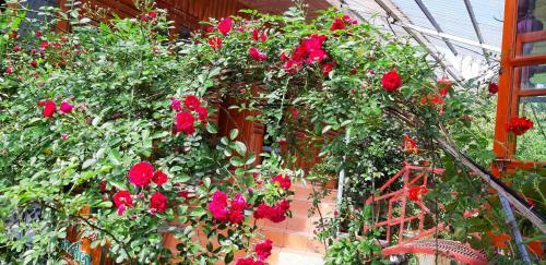 Hostal Dang Khoa Garden Inn