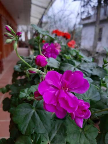 Hostal Dang Khoa Garden Inn