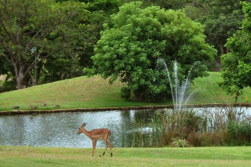 Apartamentos Kruger Park Lodge Unit No. 608b