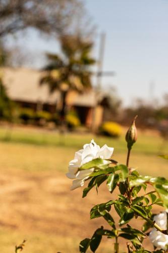 Hotel Avela Lodge