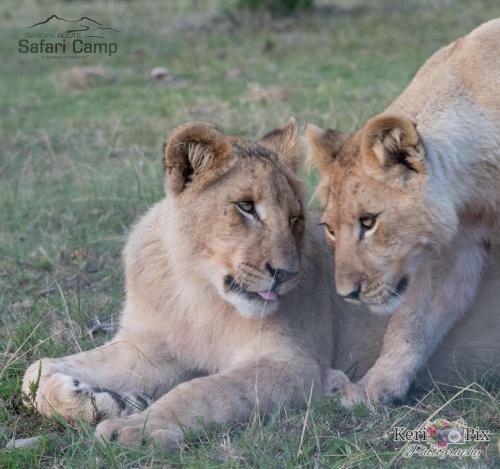Hotel Garden Route Safari Camp
