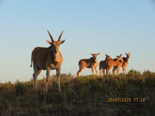 Hotel Garden Route Safari Camp