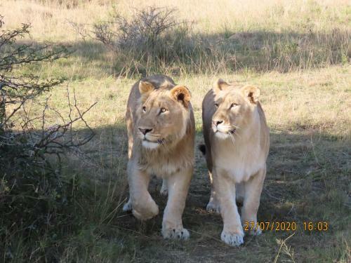 Hotel Garden Route Safari Camp