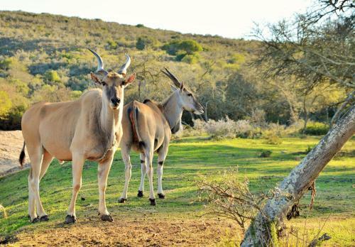 Hotel Garden Route Safari Camp