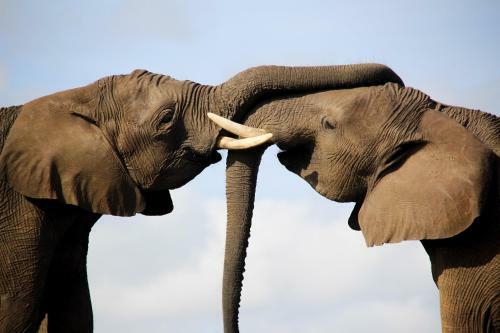 Knysna Elephant Park Lodge