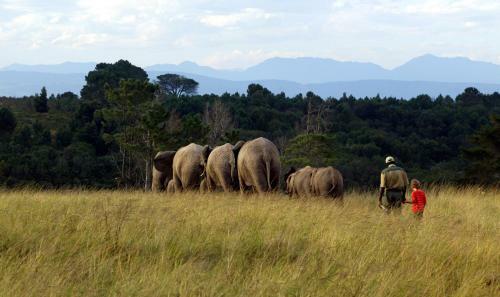 Knysna Elephant Park Lodge