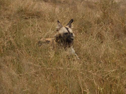 Kruger Park Tours Glamp