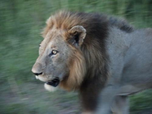 Kruger Park Tours Glamp