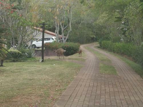 Dagama Dam - White River - Kestrel - House 21