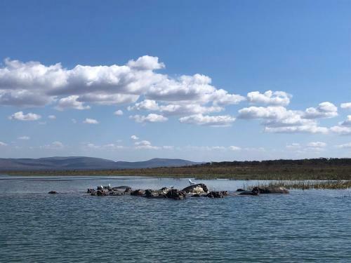Africamps At White Elephant Safaris
