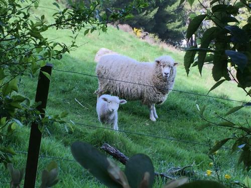Cashmere Hills B&B