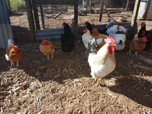 Agroturismo Happy Pig Farm