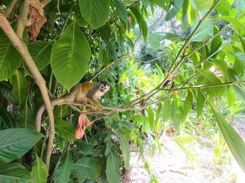 Apartamento Suite 9, Manuel Antonio