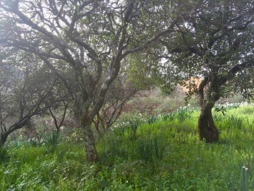 Apartamento Olive Luxouri
