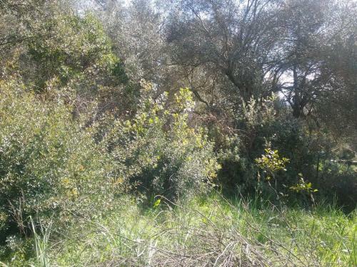 Apartamento Olive Luxouri