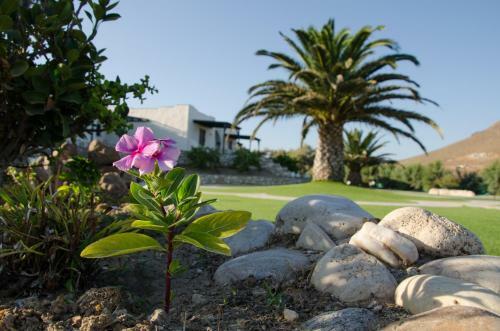 Apartamento Anemones Studios