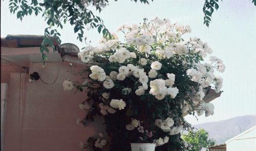 Hostal The Garden's Studios