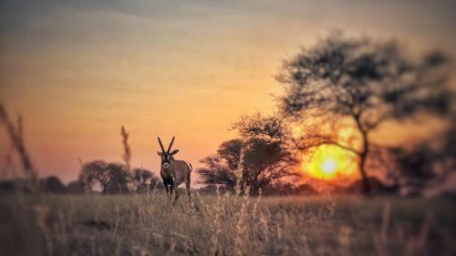 Imbasa Safari Lodge