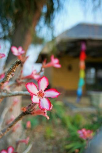 Kum Kula Lodge