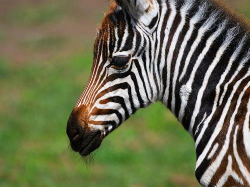 Serengeti Wild Camp