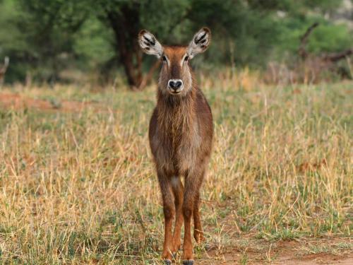 Serengeti Wild Camp