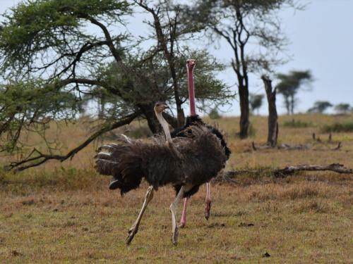 Serengeti Wild Camp