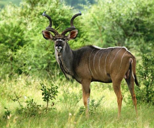 Lodge Shakati Private Game Reserve