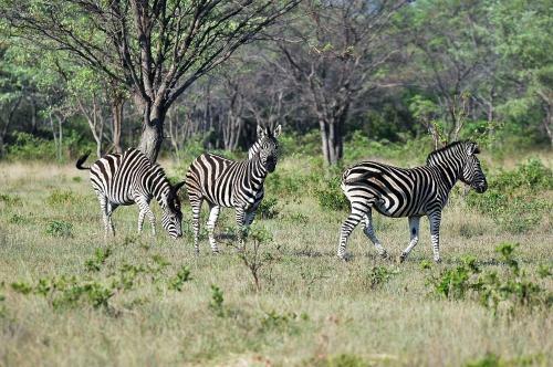 Lodge Shakati Private Game Reserve