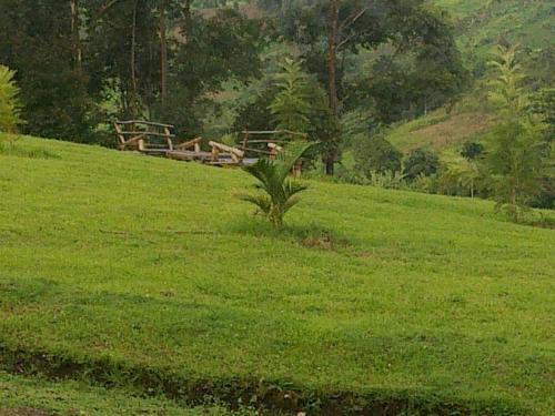 The Crested Crane Bwindi Hotel