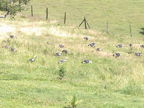 The Crested Crane Bwindi Hotel