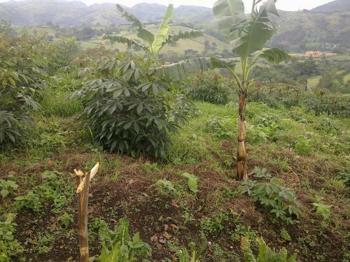 The Crested Crane Bwindi Hotel