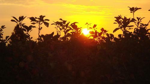 Agroturismo La Vi�a De Oscar