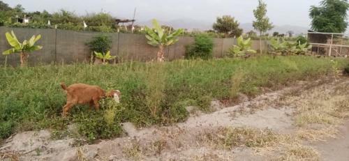 Agroturismo La Vi�a De Oscar