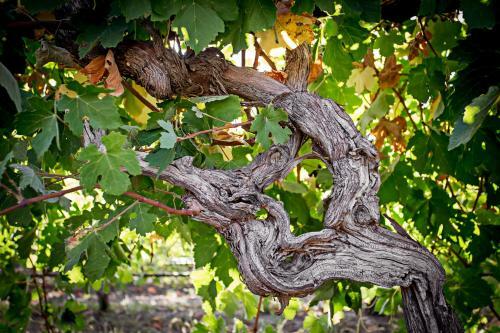 Brockenchack Vineyard Bed & Breakfast