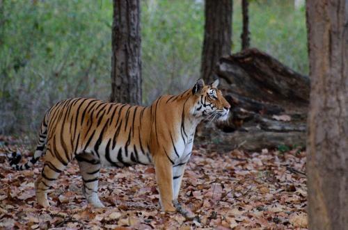 Lodge Camp Dev Vilas