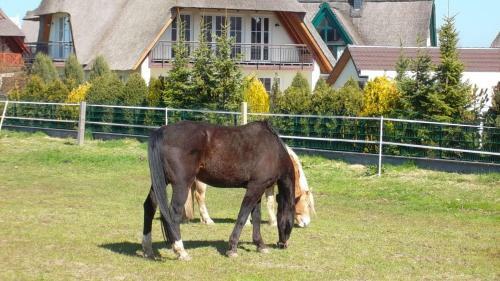 Apartamento Villa Strandnah - Ferienwohnungen