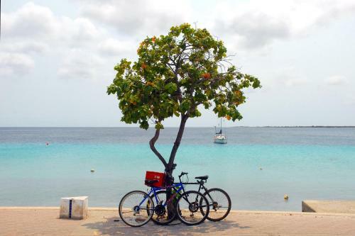 Apartamento City Inn Bonaire